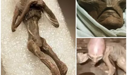 ¡Misteriosas momias extraterrestres despiertan intriga mundial! Descubra sus enigmáticos orígenes