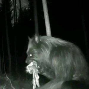A veces la realidad supera la ficción hombre lobo real grabado por cámara de bosque los extraterrestres y las criaturas existen