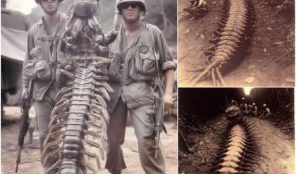 El Cuerpo de Marines de Estados Unidos descubrió un ciempiés gigante, con un cuerpo tan grueso como el pulgar de un hombre, emergiendo de la oscuridad.